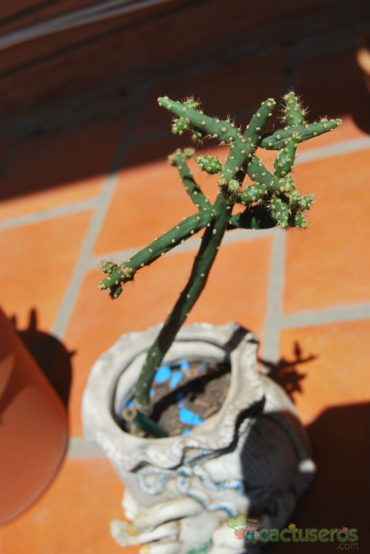 A photo of Opuntia salmiana