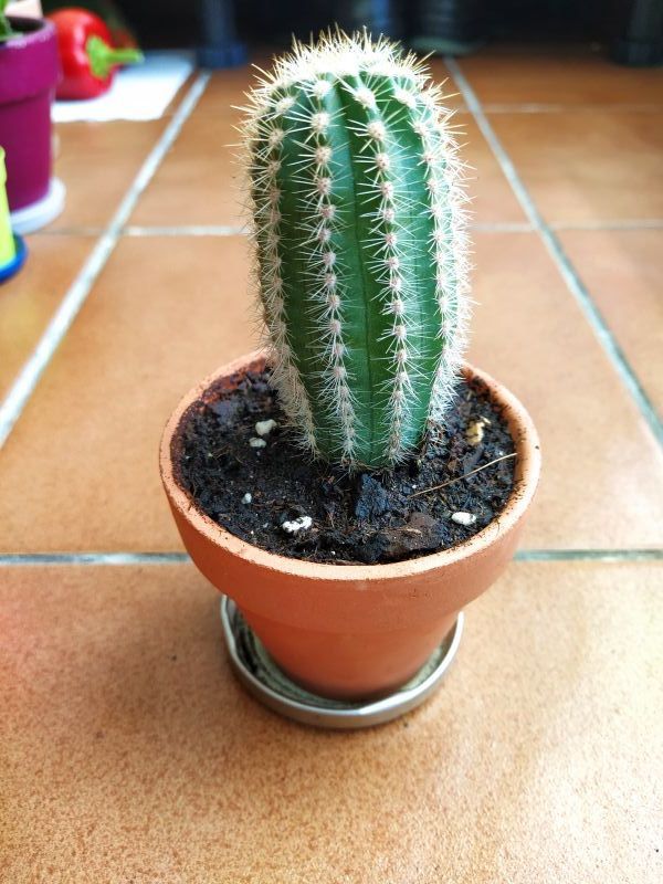 Photo of a cactus currently being identified