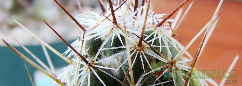A photo of Coryphantha pulleineana