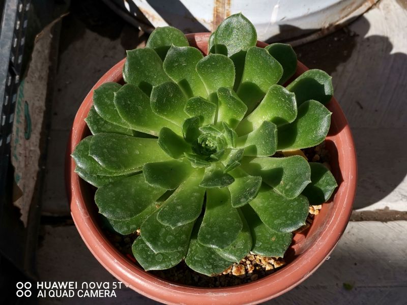 Photo of a cactus currently being identified