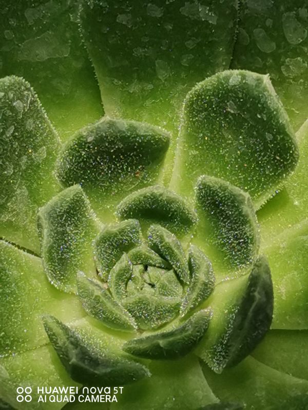 Photo of a cactus currently being identified