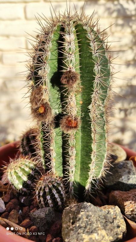 Una foto de Echinopsis cv. HAKU-JO MARU