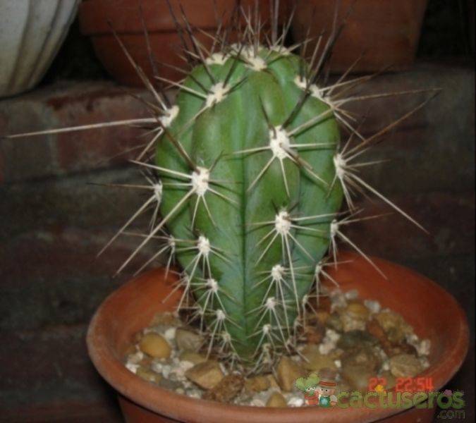 A photo of Stetsonia coryne