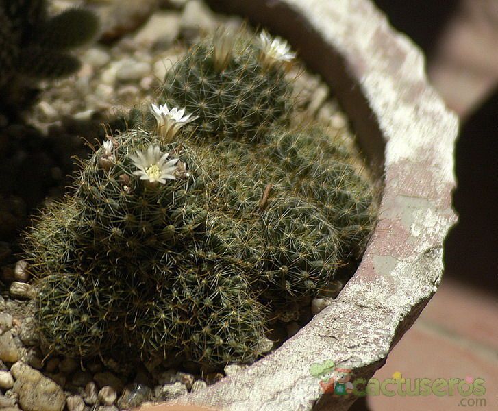 A photo of Mammillaria glochidiata