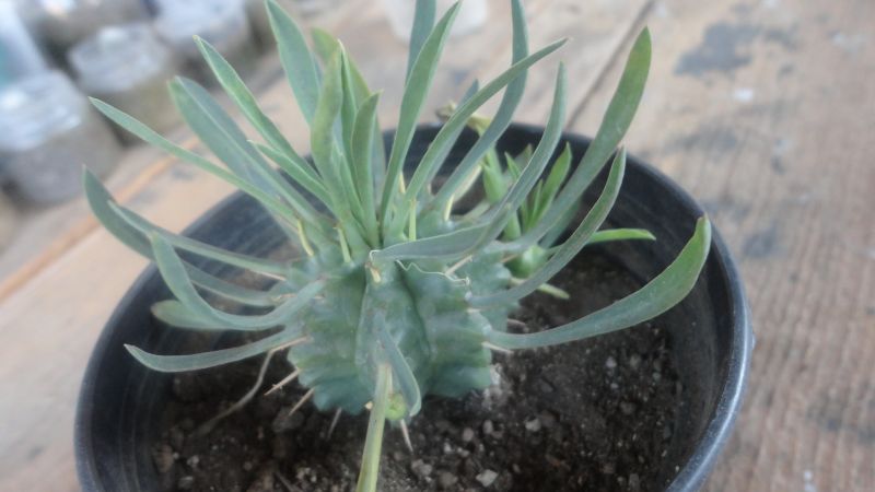 A photo of Euphorbia pulvinata 