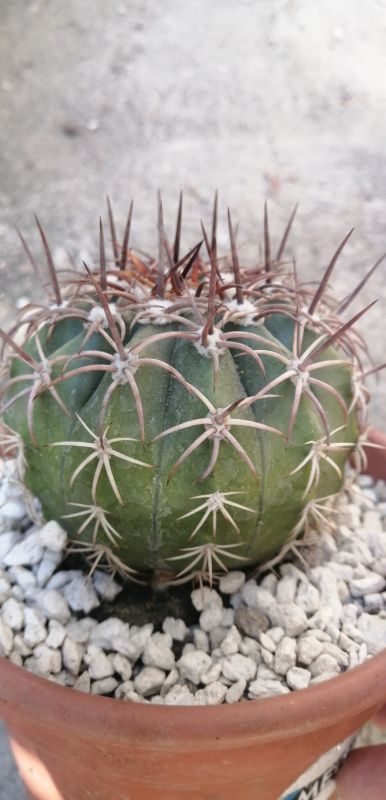 Foto de un cactus que se está identificando actualmente