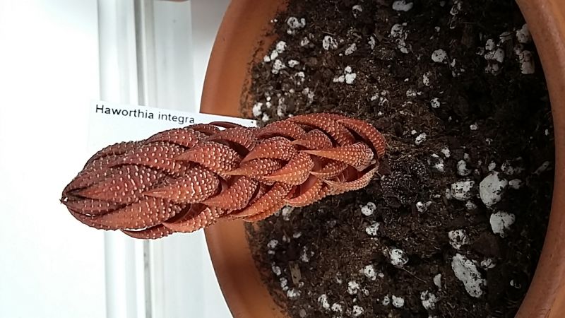 A photo of Haworthia coarctata var. adelaidensis
