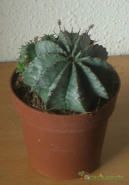 Una foto de Euphorbia pulvinata 