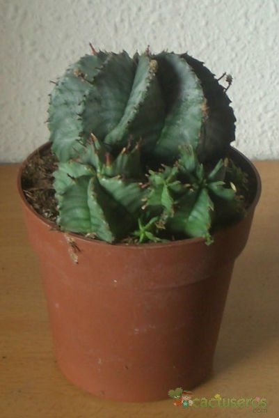 Una foto de Euphorbia pulvinata 