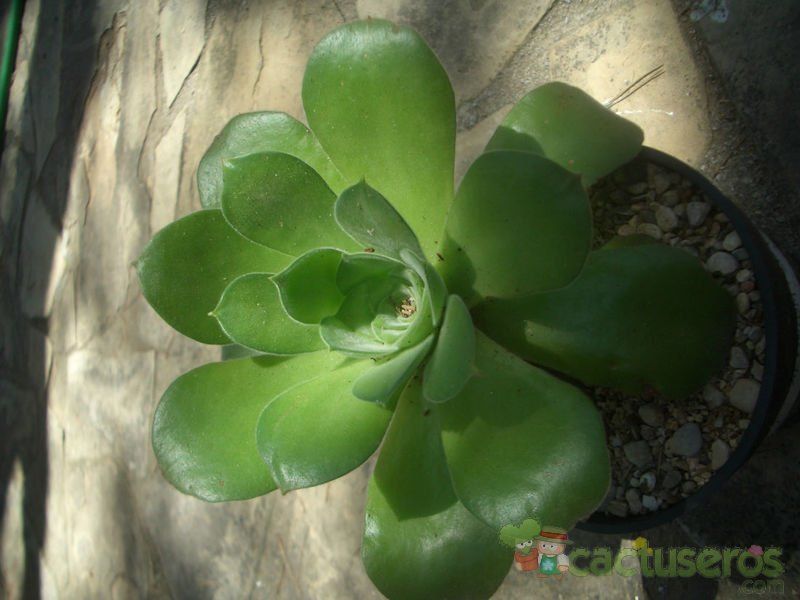 Una foto de Aeonium canariense
