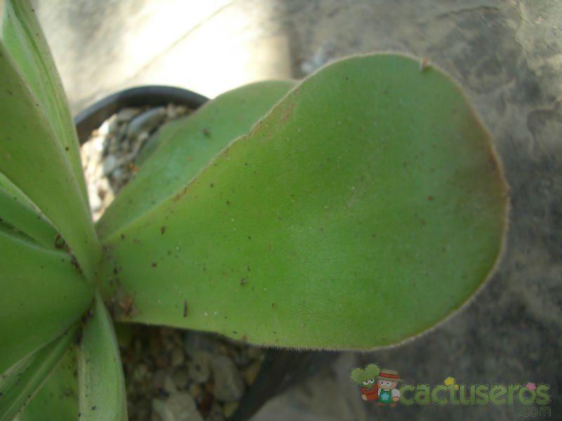 Una foto de Aeonium canariense