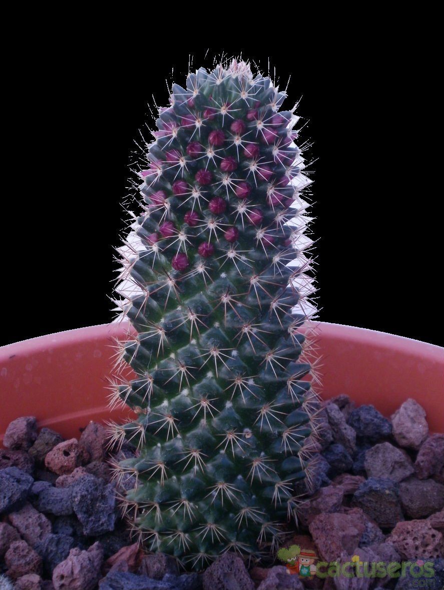 A photo of Mammillaria backebergiana ssp. backebergiana