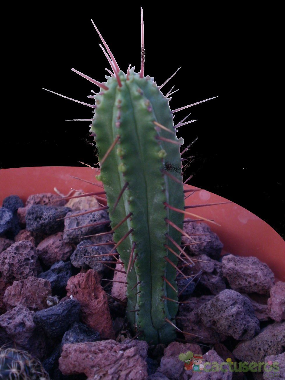 A photo of Euphorbia enopla