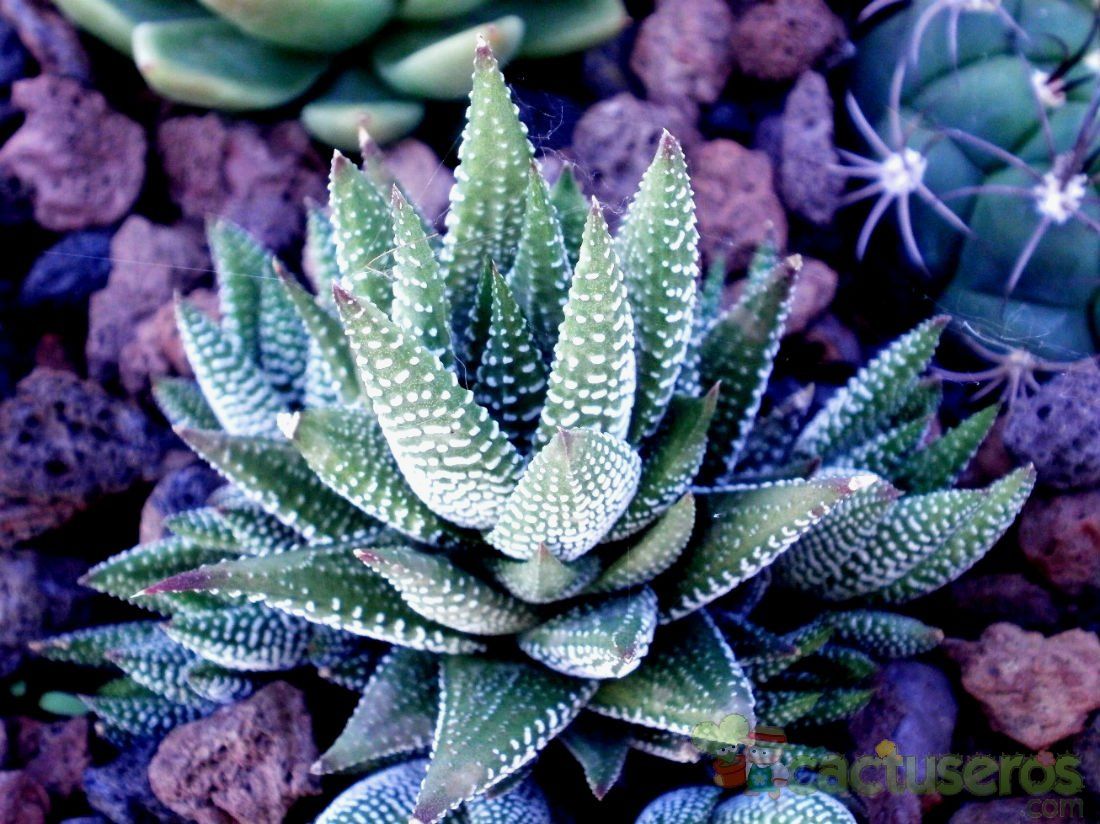 Una foto de Haworthia attenuata fma. Tanba