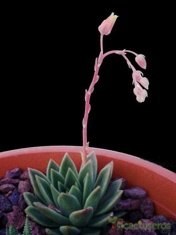 Una foto de Echeveria agavoides 