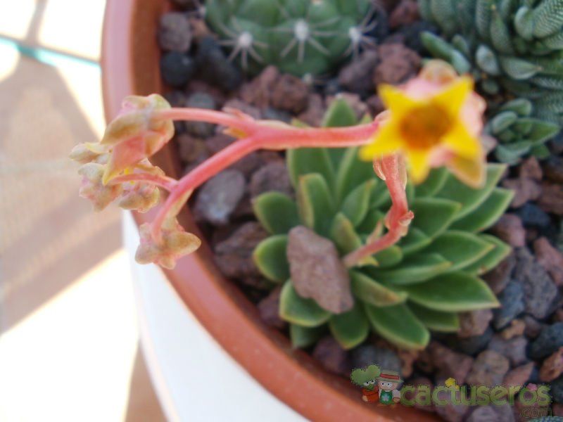 Una foto de Echeveria agavoides 