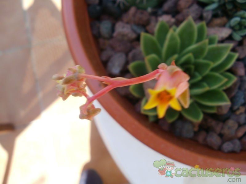 Una foto de Echeveria agavoides 