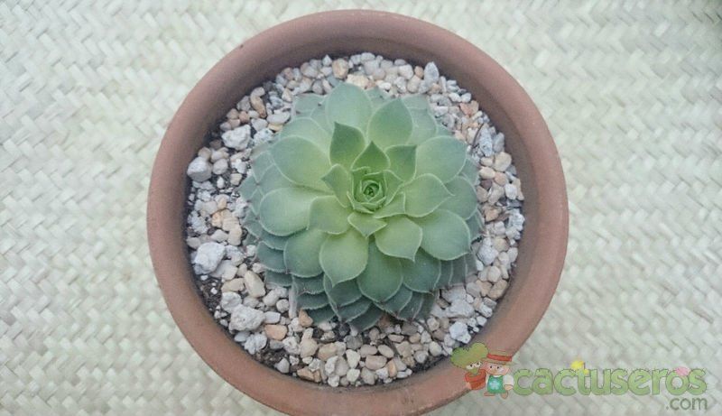 A photo of Sempervivum calcareum