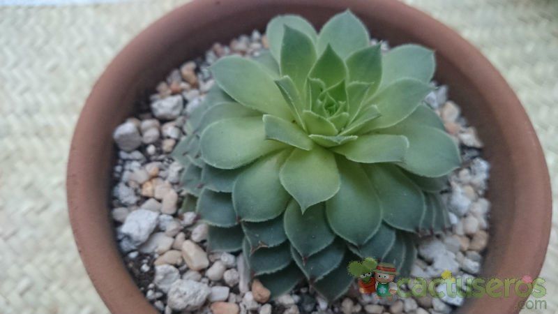 A photo of Sempervivum calcareum