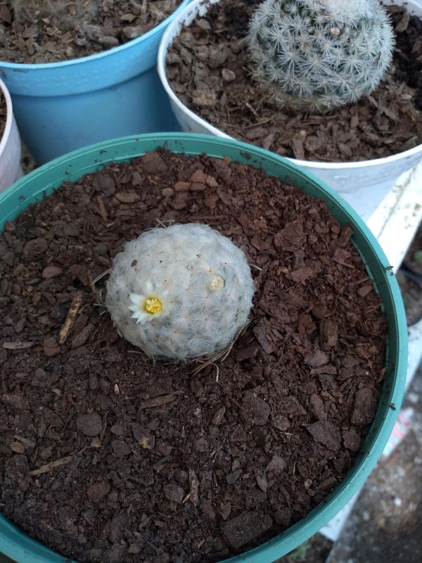 A photo of Mammillaria plumosa