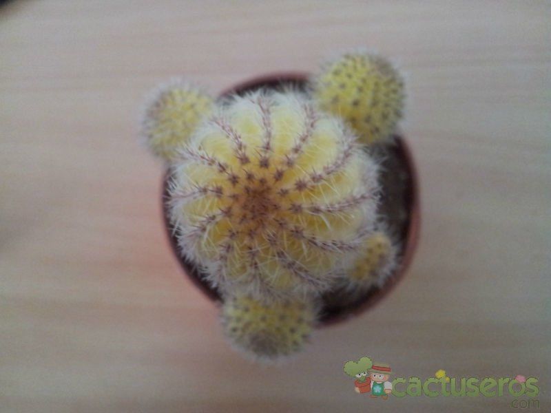 A photo of Echinopsis chamaecereus (injertado)