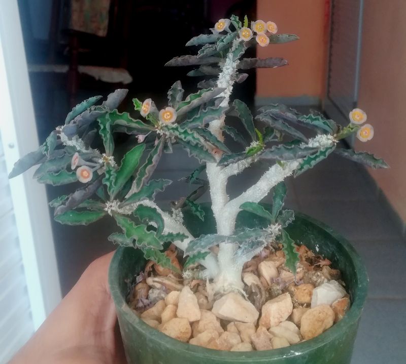 Una foto de Euphorbia decaryi var. cap-saintemariensis