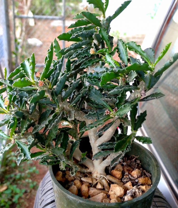Una foto de Euphorbia decaryi var. cap-saintemariensis