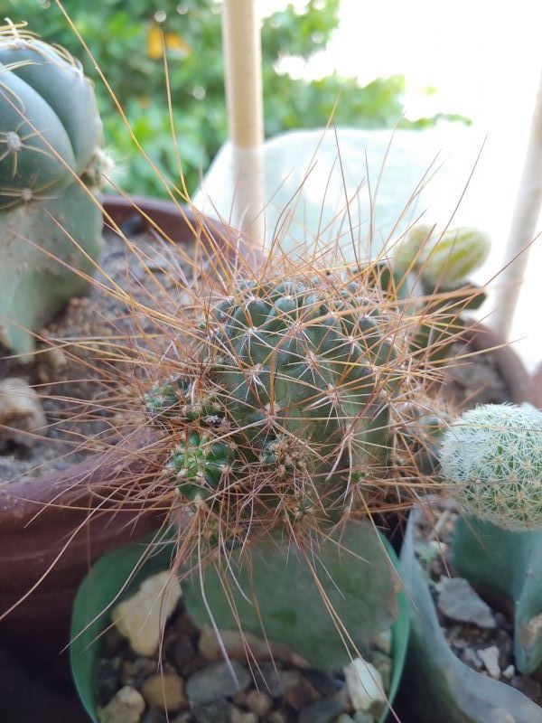 A photo of Echinopsis maximiliana