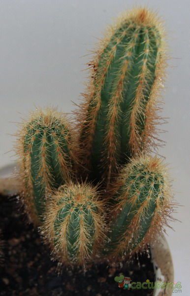 A photo of Pilosocereus pachycladus