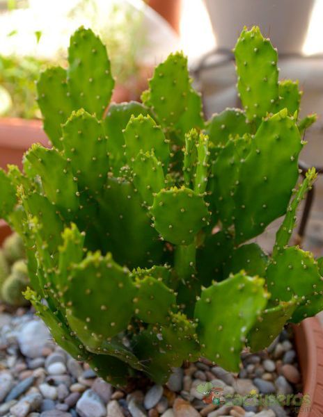 Una foto de Brasiliopuntia brasiliensis