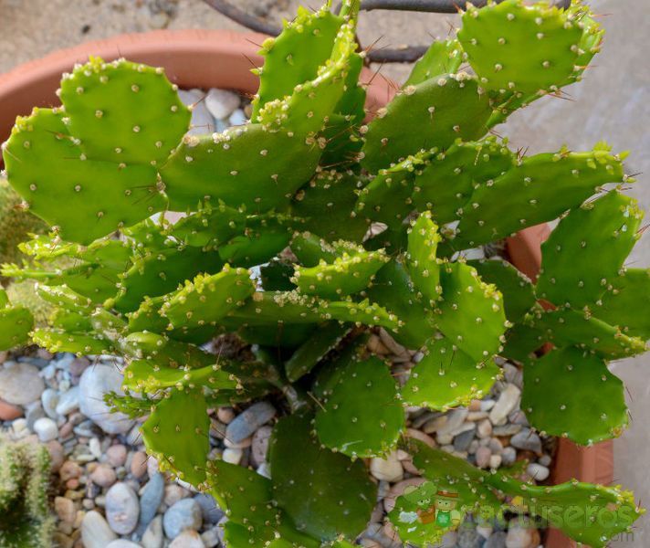 Una foto de Brasiliopuntia brasiliensis