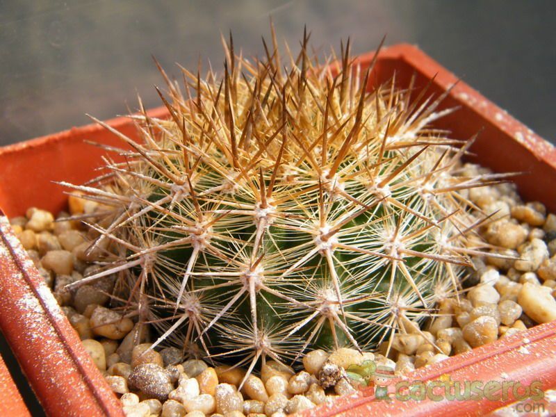 Una foto de Eriosyce chilensis