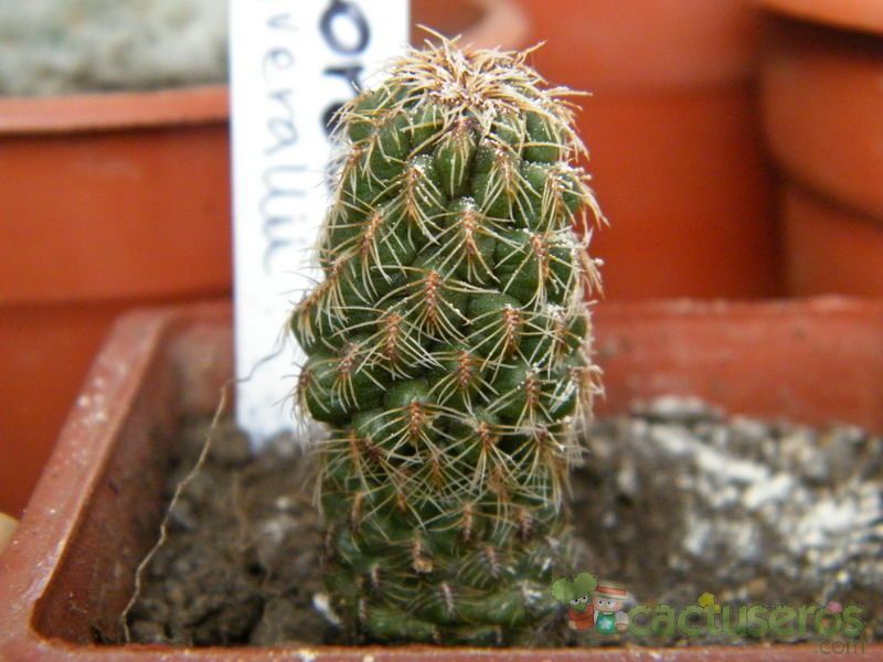 A photo of Sulcorebutia vasqueziana
