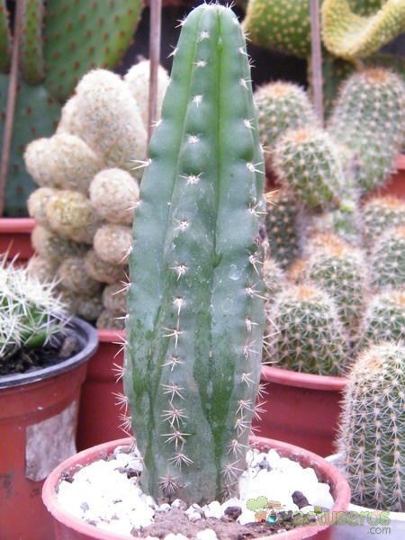 A photo of Echinopsis pachanoi