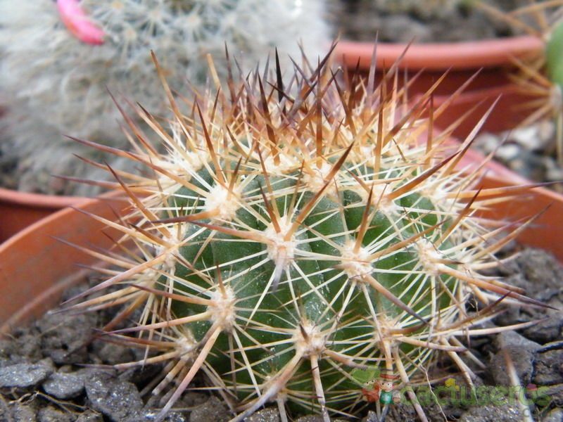 A photo of Eriosyce chilensis