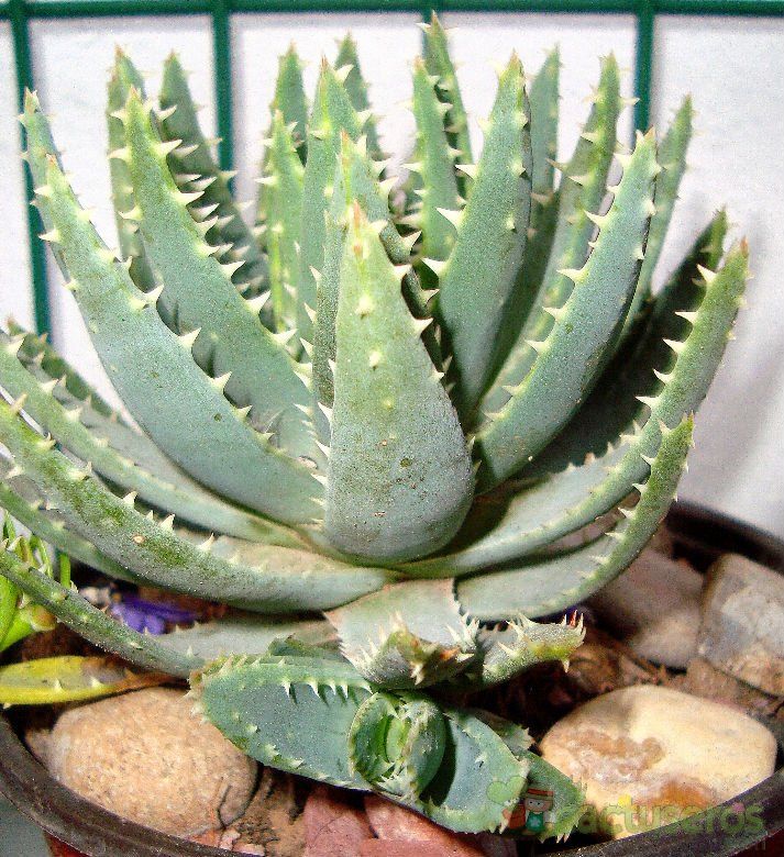 Una foto de Aloe brevifolia