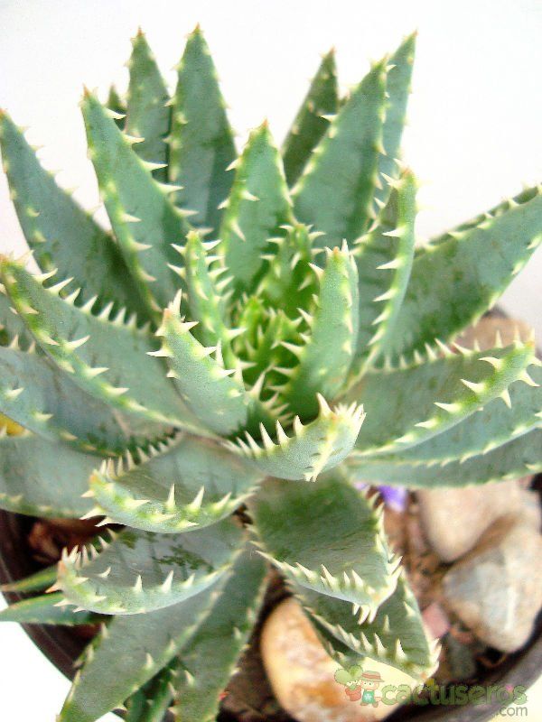 Una foto de Aloe brevifolia