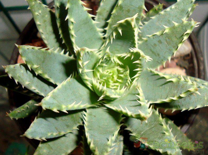 Una foto de Aloe brevifolia