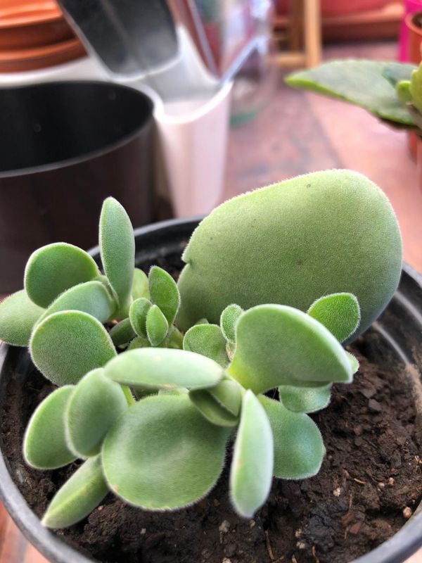 Una foto de Crassula cotyledonis