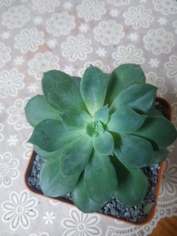 Foto de un cactus que se está identificando actualmente