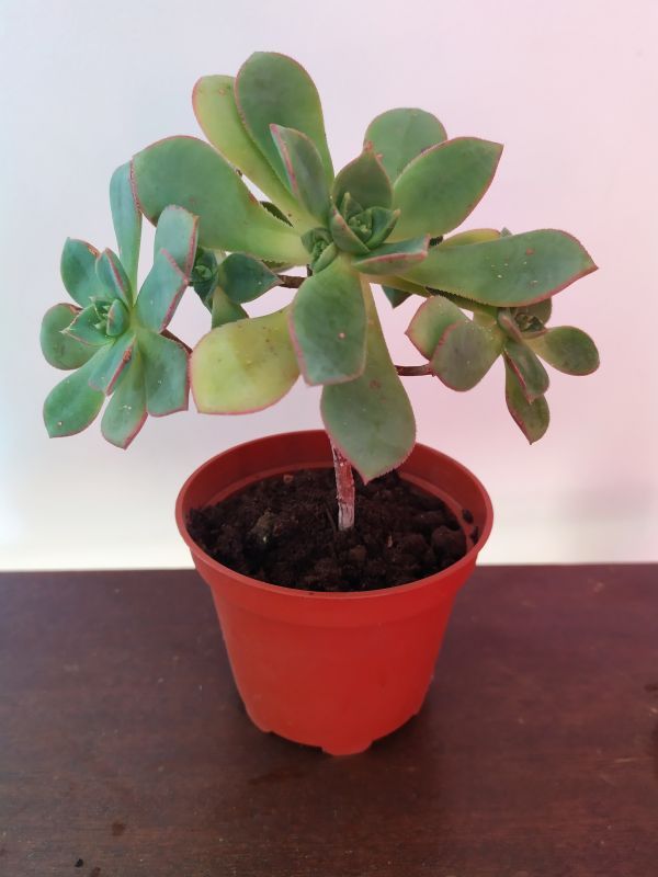 A photo of Aeonium haworthii cv kiwi