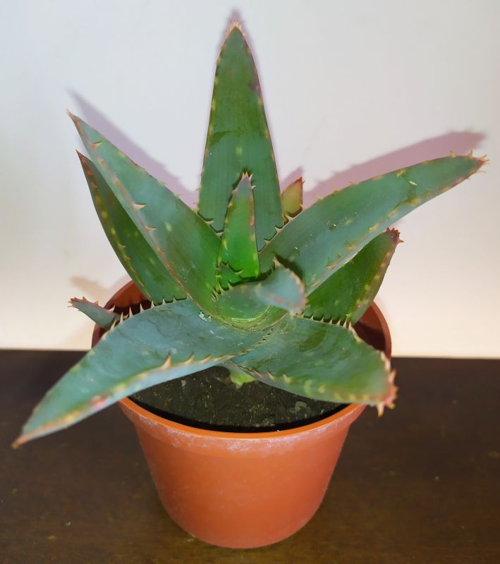 A photo of Aloe brevifolia