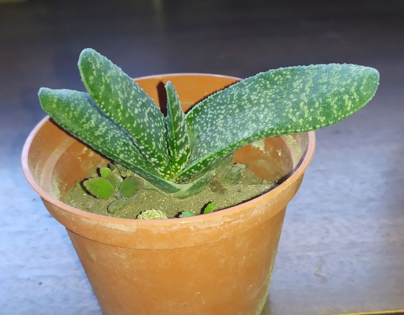 Foto de un cactus que se está identificando actualmente
