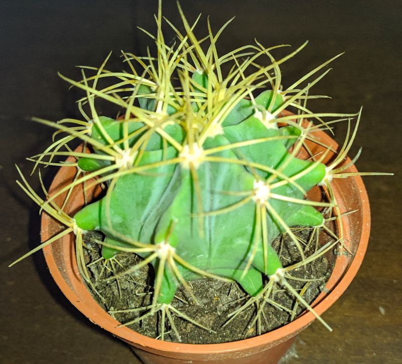 Una foto de Ferocactus glaucescens