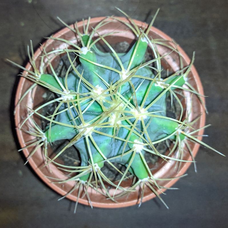 Una foto de Ferocactus glaucescens