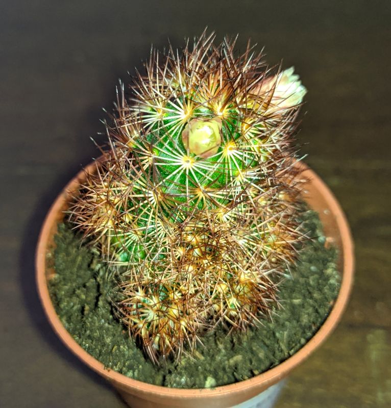 A photo of Mammillaria elongata