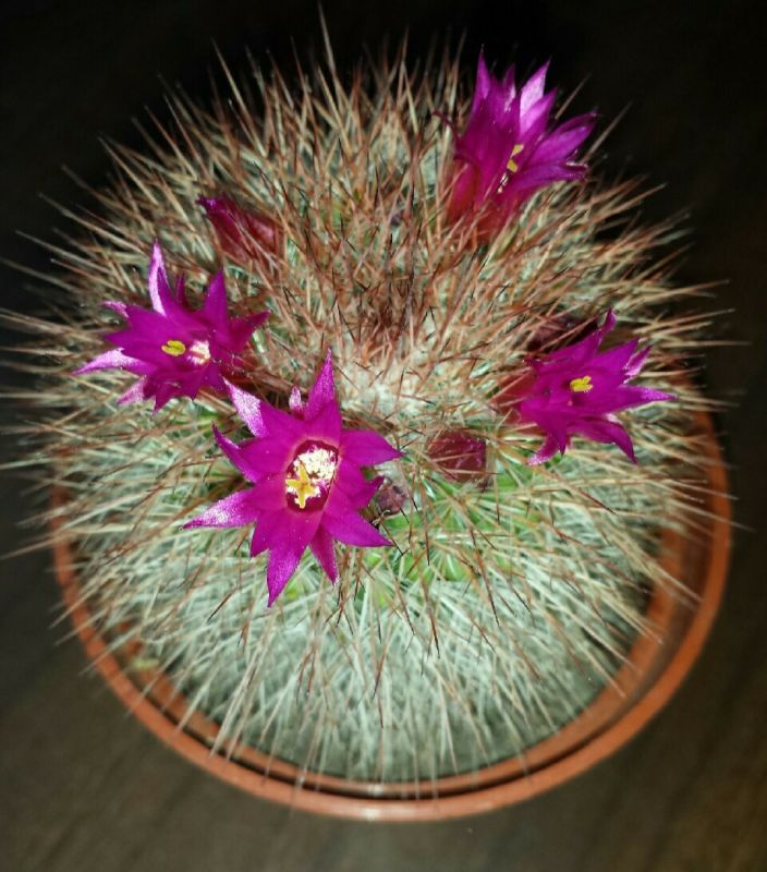 Una foto de Mammillaria spinosissima ssp. spinosissima