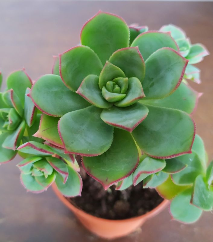 A photo of Aeonium haworthii cv kiwi
