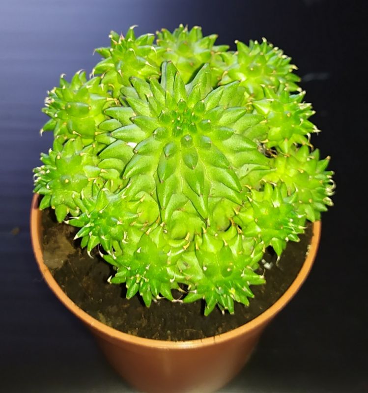 Una foto de Euphorbia susannae