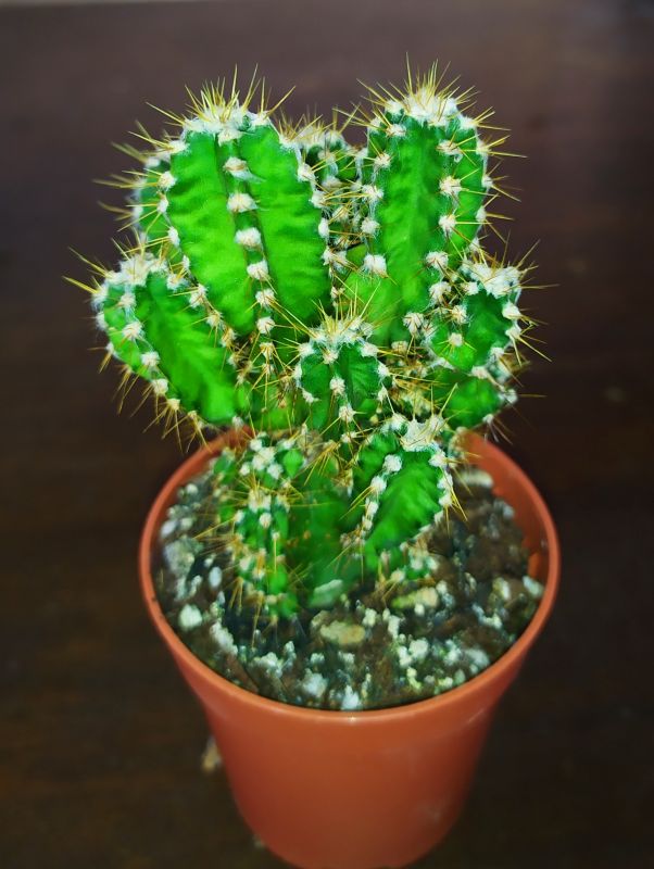 Una foto de Acanthocereus tetragonus cv. fairy castle